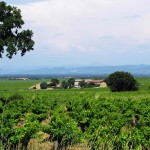 Vinmarker i Châteauneuf-du-Pape.